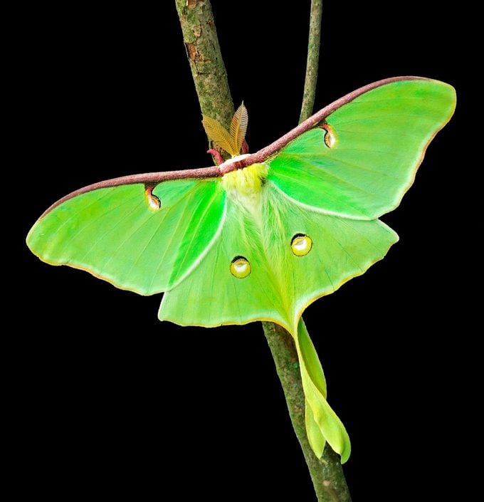 Moths!, with Dr. Brian Scholtens
Wednesday, May 8th, 2024